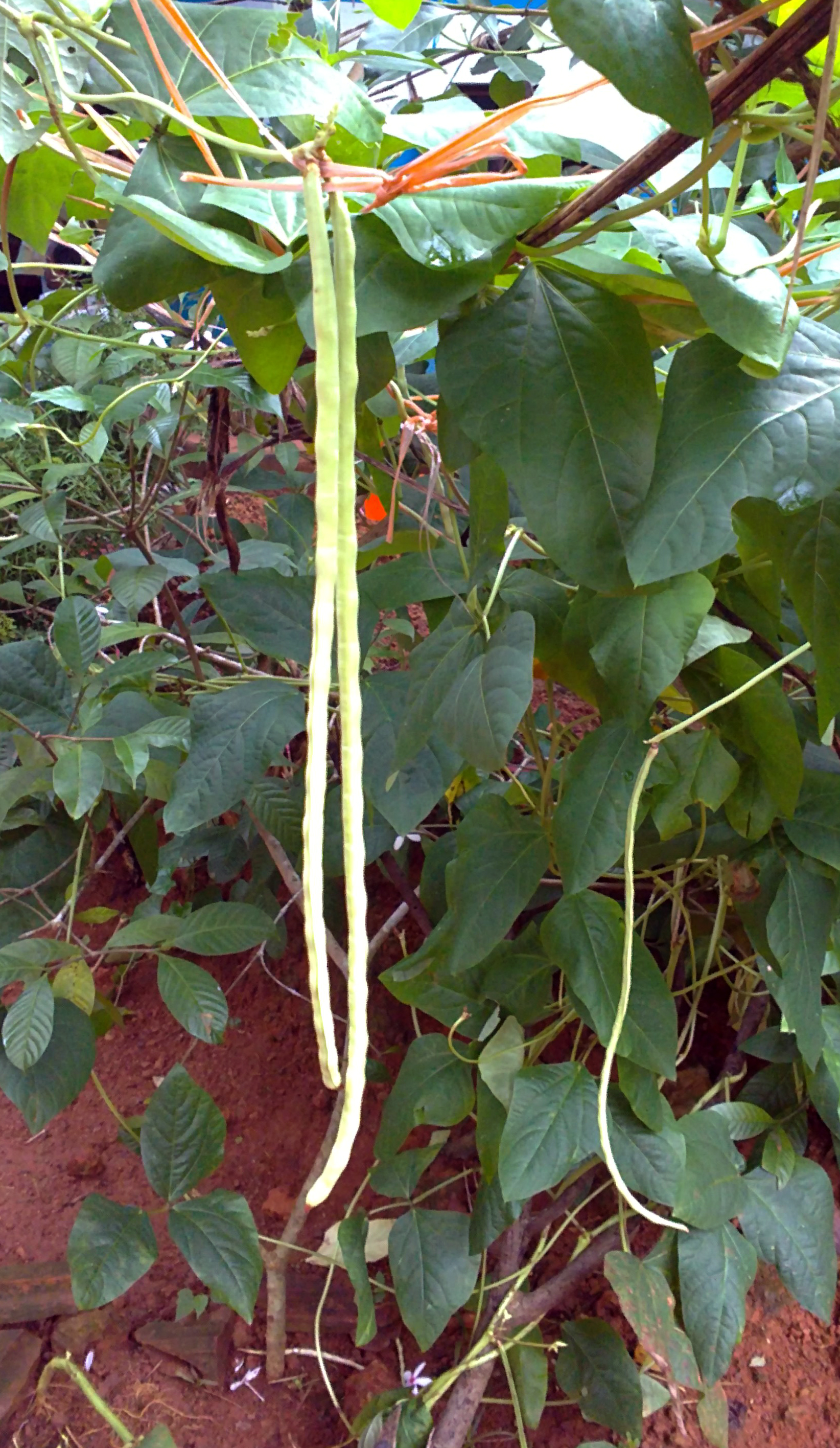 Vigna unguiculata sesquipedalis